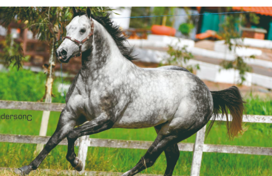 APOLO SILVER WILD